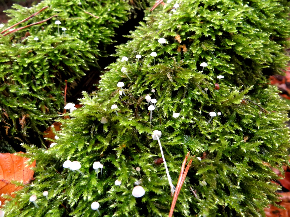 inimini paddenstoelen